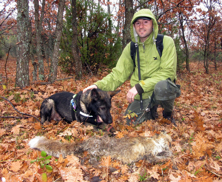 Злодей отново трови в Родопите, 20 домашни и диви животни мъртви