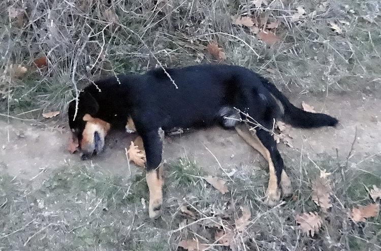 Злодей отново трови в Родопите, 20 домашни и диви животни мъртви