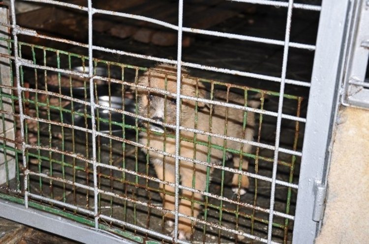 Кучета от приюта в Кърджали намериха нов дом