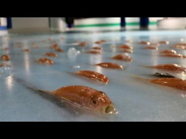 Скандал в Япония - увеселителен парк замрази хиляди риби (видео)