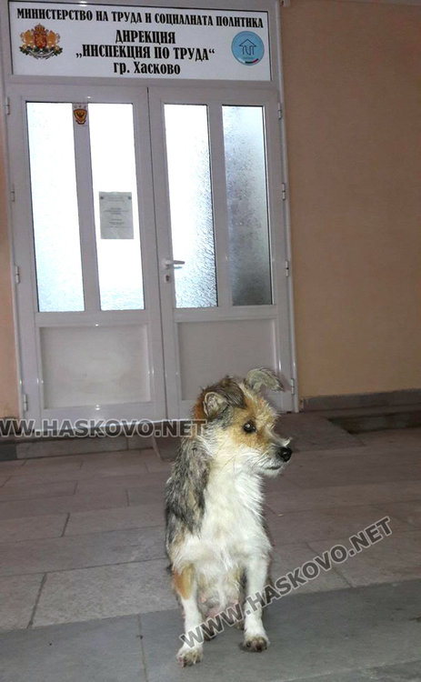 Читател: И кучетата на опашка пред Социалните в Хасково