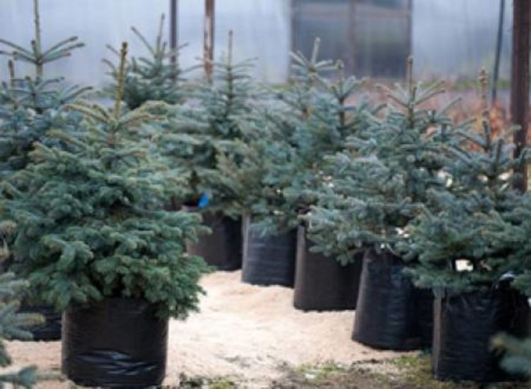 За втора година: Всеки, който купи жива елха, дарява пари за болно дете  