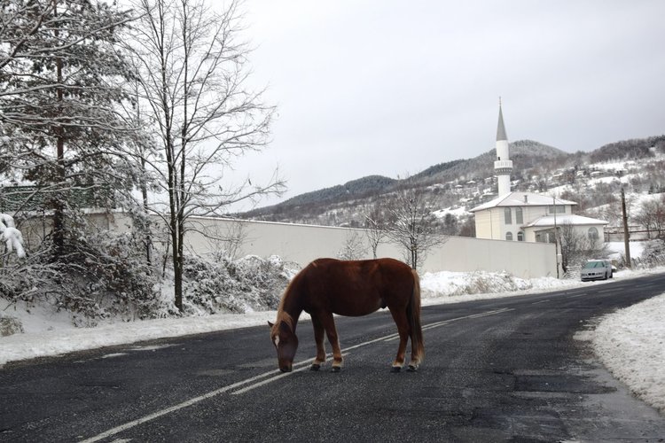 Внимание! Безстопанствени коне създават предпоставки за инциденти в Чубрика