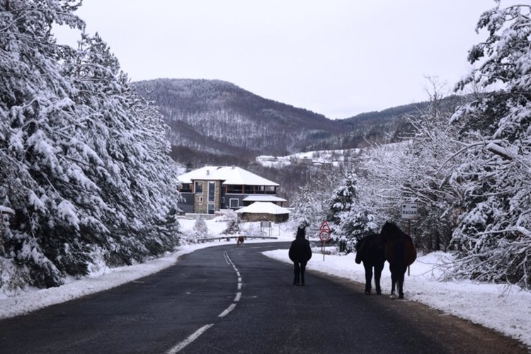 Внимание! Безстопанствени коне създават предпоставки за инциденти в Чубрика