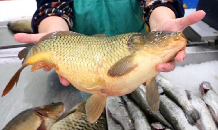 Никулден иде, Коледа – също: Инспектори проверяват храните