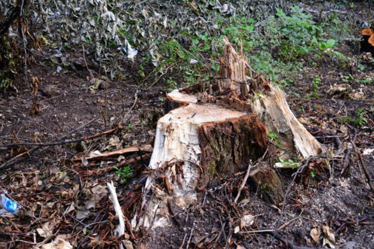 Спипаха бракониер на дърва след сигнал по телефона