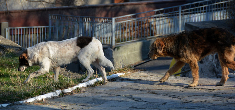 Кучетата, нападнали Виолета