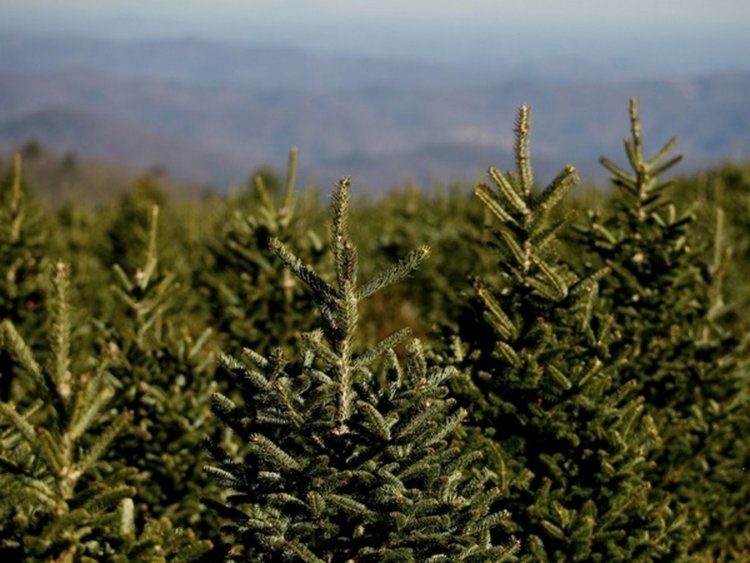Кметът Хасан Азис призова за „коледна” гора в парк „Арпезос”