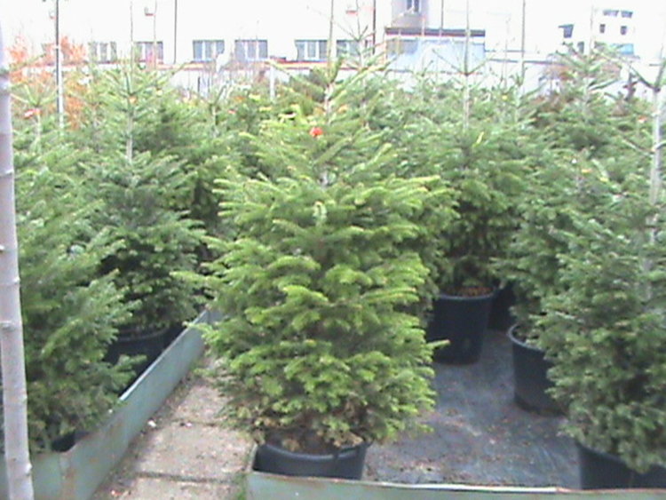 Засаждат 25 коледни елхички в хасковските училища 