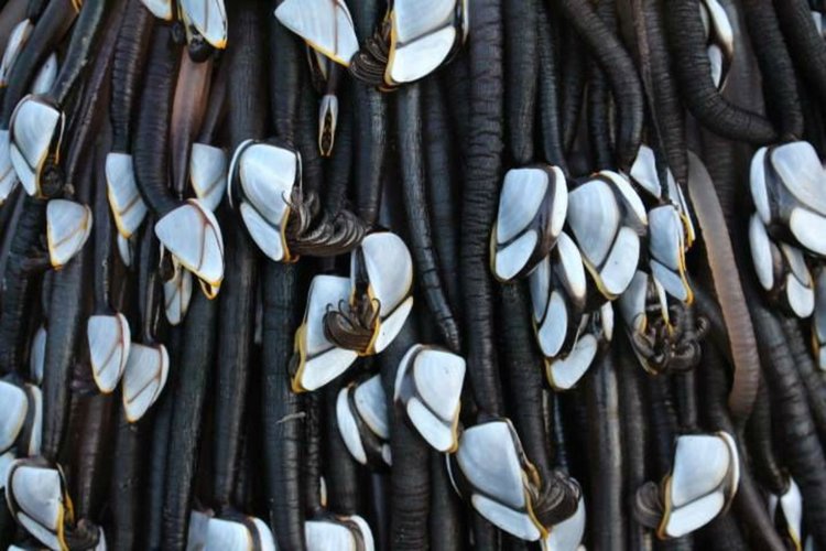 Силното земетресение в Нова Зеландия изхвърли на брега чудовището Муриуай