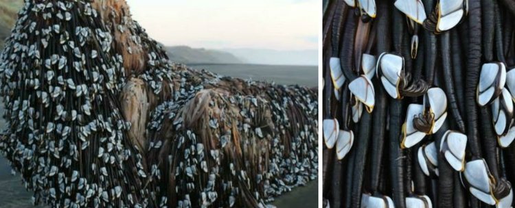 Силното земетресение в Нова Зеландия изхвърли на брега чудовището Муриуай