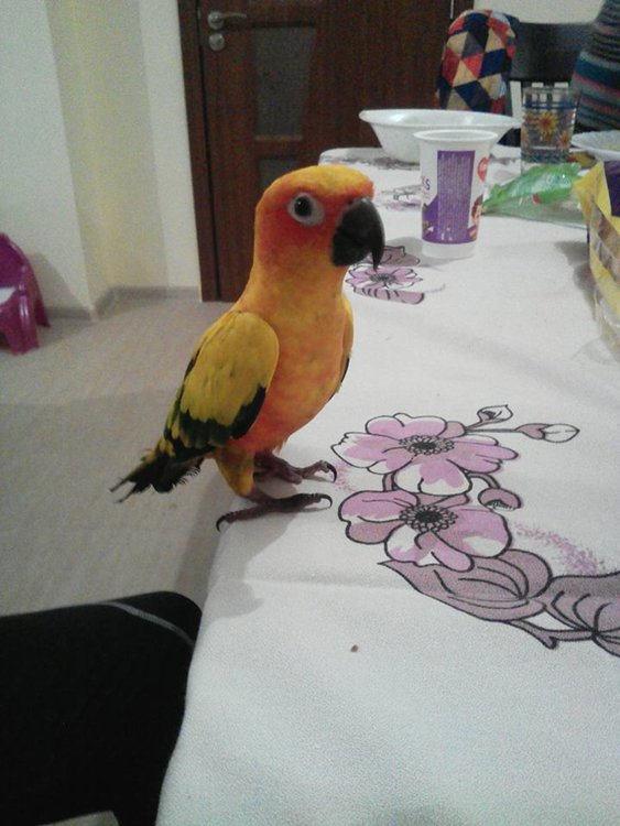 Празнично изложение на екзотични папагали в Арт галерия Кръг