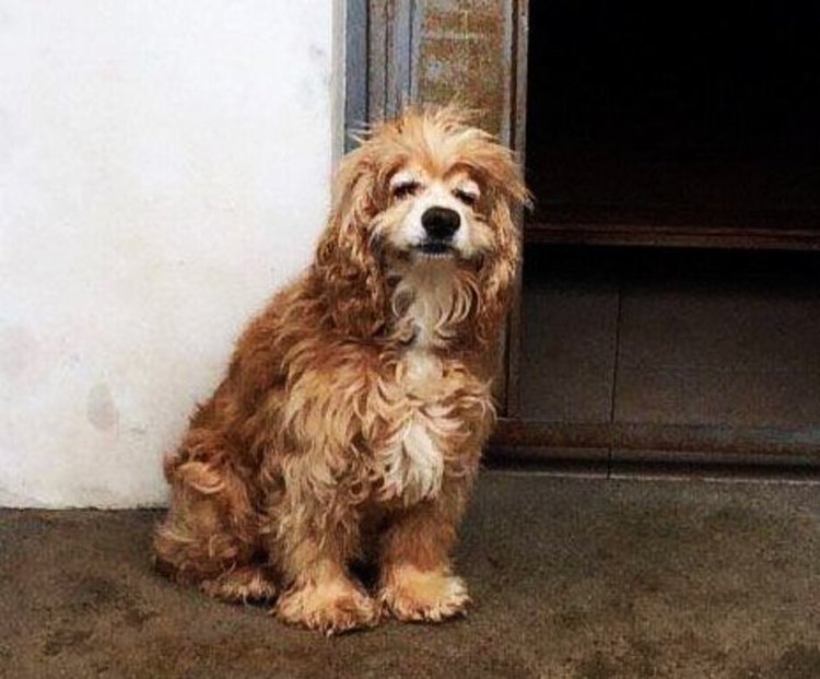 Руфъс е едно от кучетата, за които са нужни средства за лечение