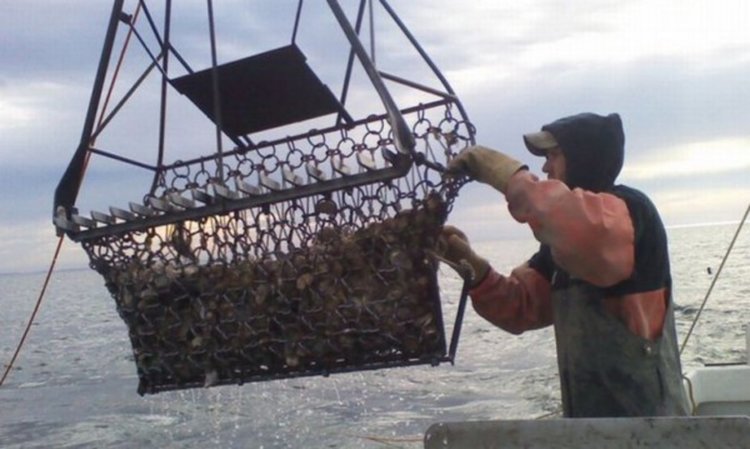 Нова мода: Златна треска за бяла мида в Черно море
