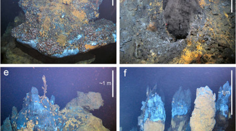 Шест нови животински вида са открити в дълбините на Индийския океан