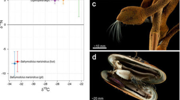 Шест нови животински вида са открити в дълбините на Индийския океан