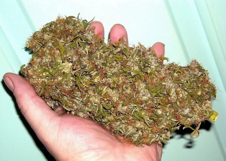 Спипаха младеж с марихуана