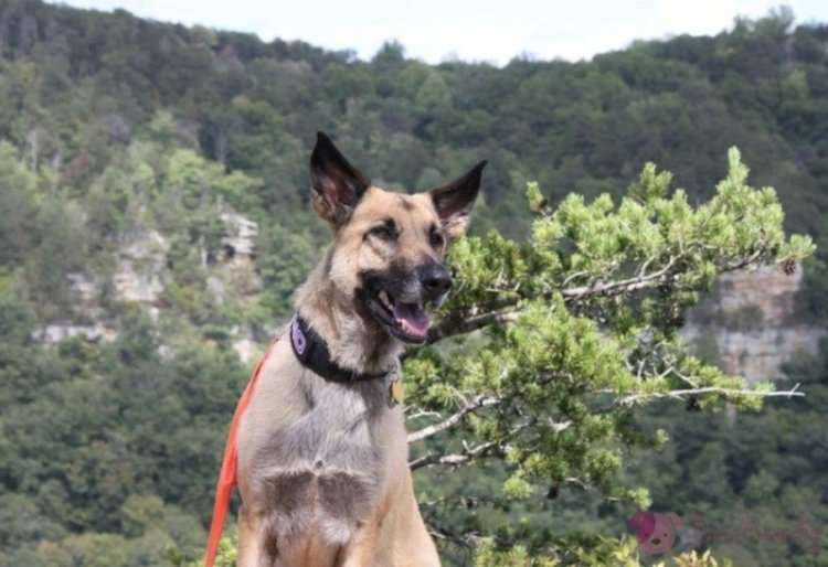 Прокуратурата в Кърджали разследва смъртта на кучета