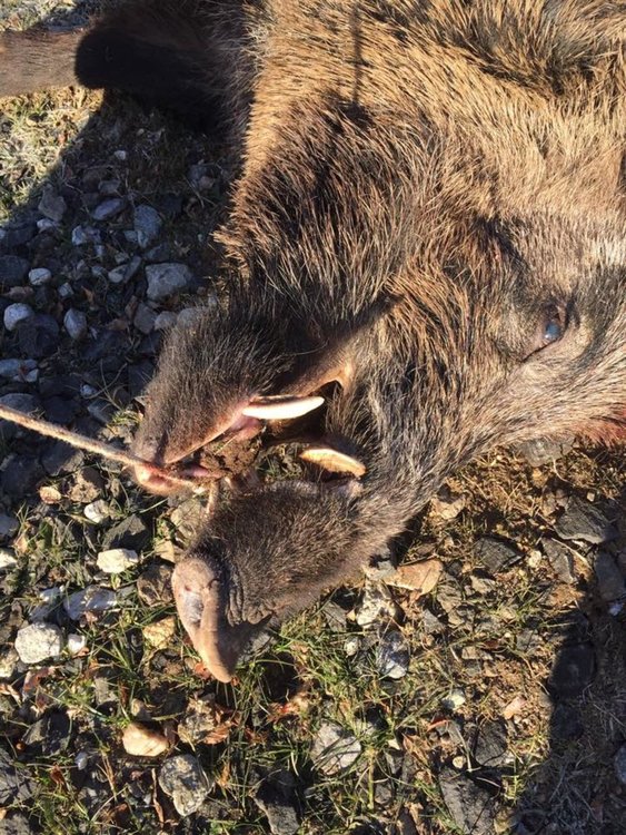 Млад авджия от Боровица удари 200-килограмов глиган 