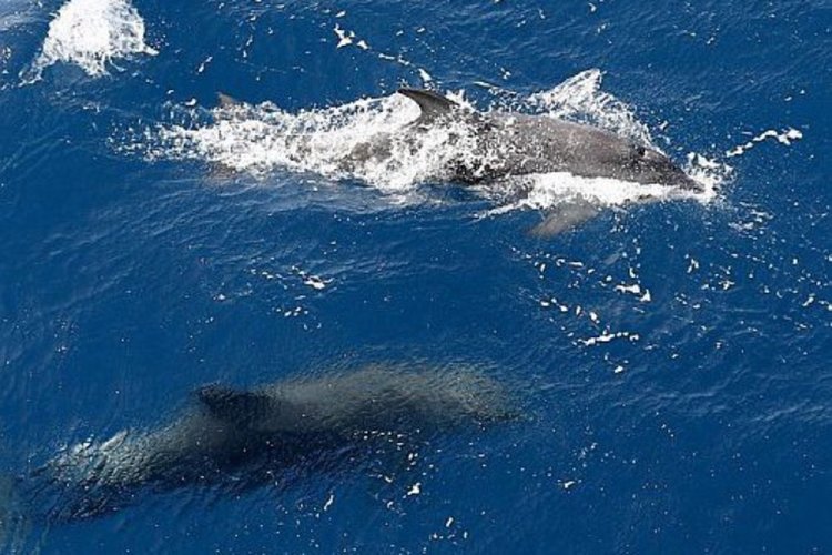 Епидемия от шарка убила 1200 делфина в Турция