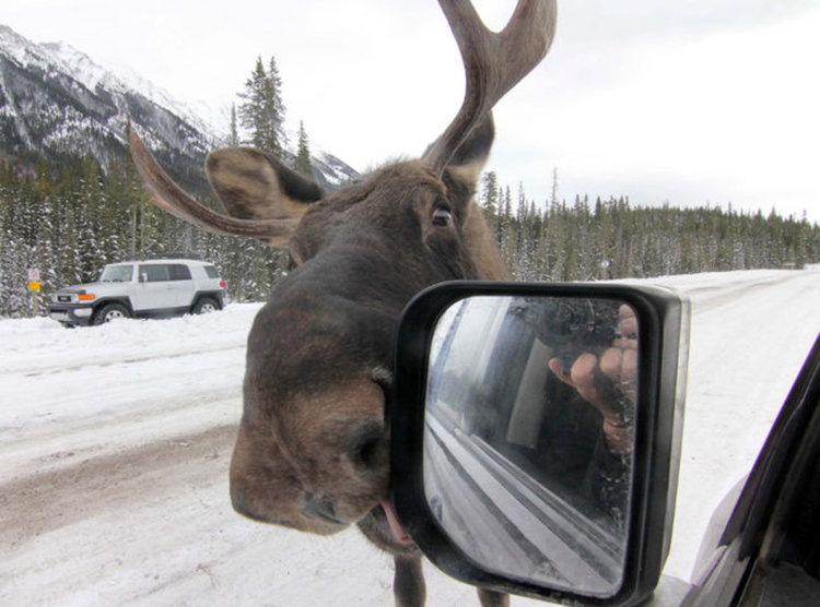 Не закачайте лосовете, докато ближат автомобили