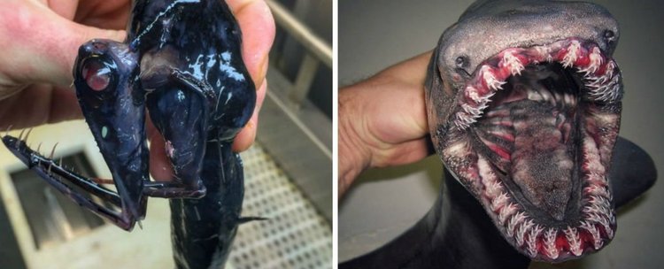 Рибар засне странни създания от морските дълбини