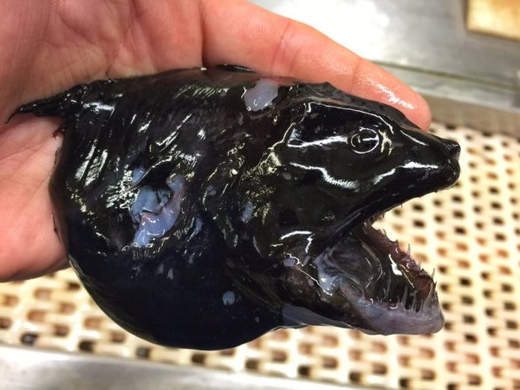 Рибар засне странни създания от морските дълбини