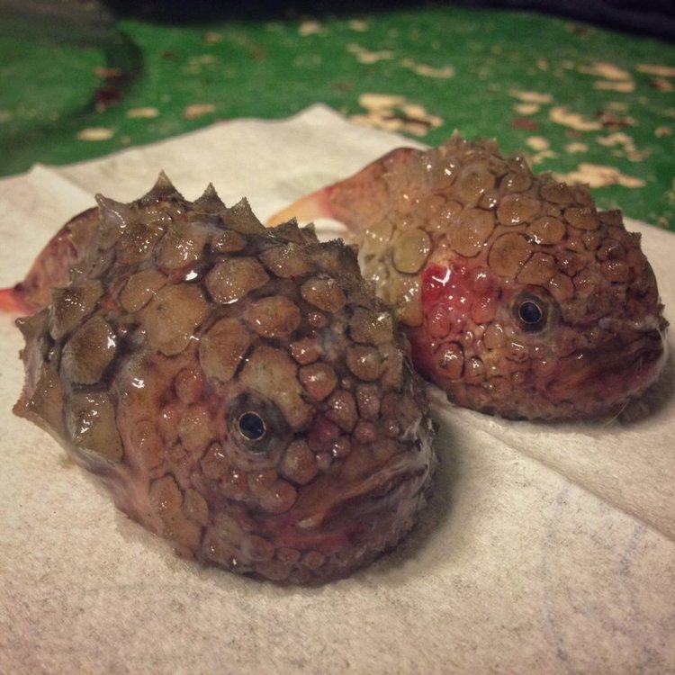 Рибар засне странни създания от морските дълбини