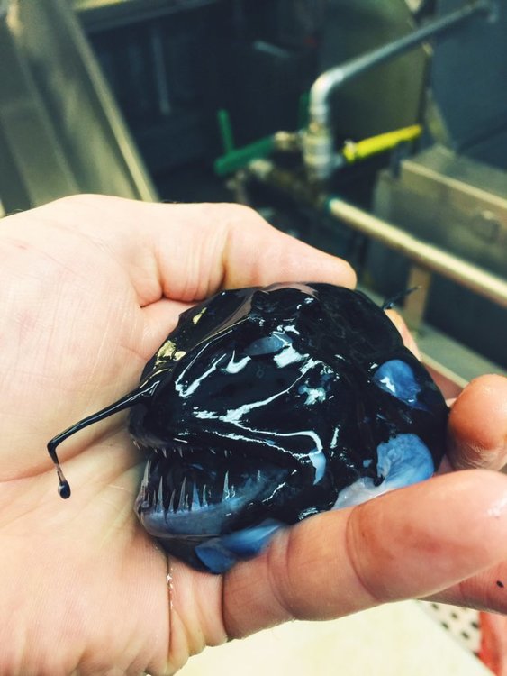 Рибар засне странни създания от морските дълбини