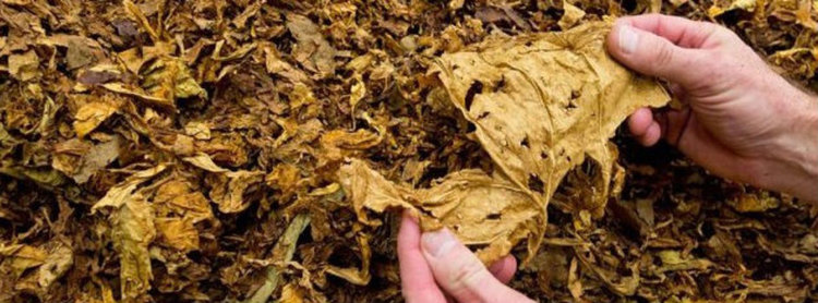 Иззеха 79 кг тютюн