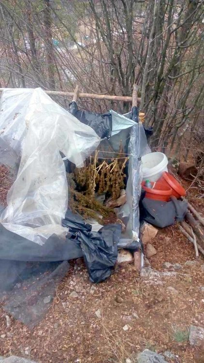 Полицията откри мини плантация за марихуана в смолянско село