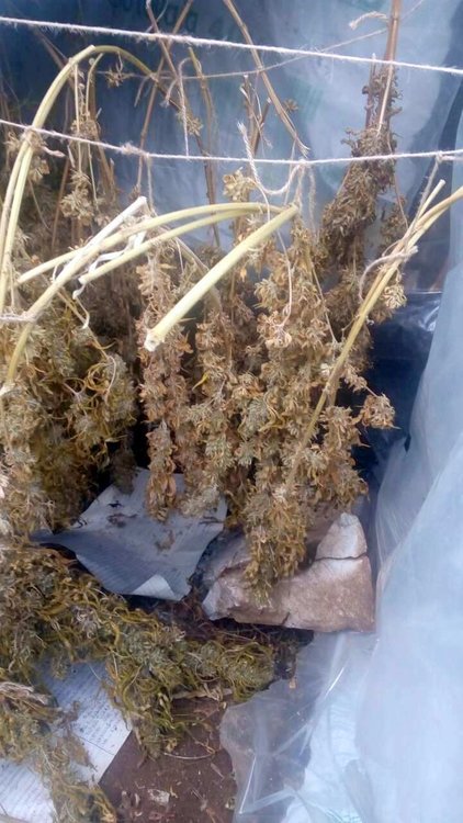 Полицията откри мини плантация за марихуана в смолянско село