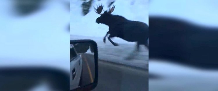 OMG! Лос тича до колата (видео)