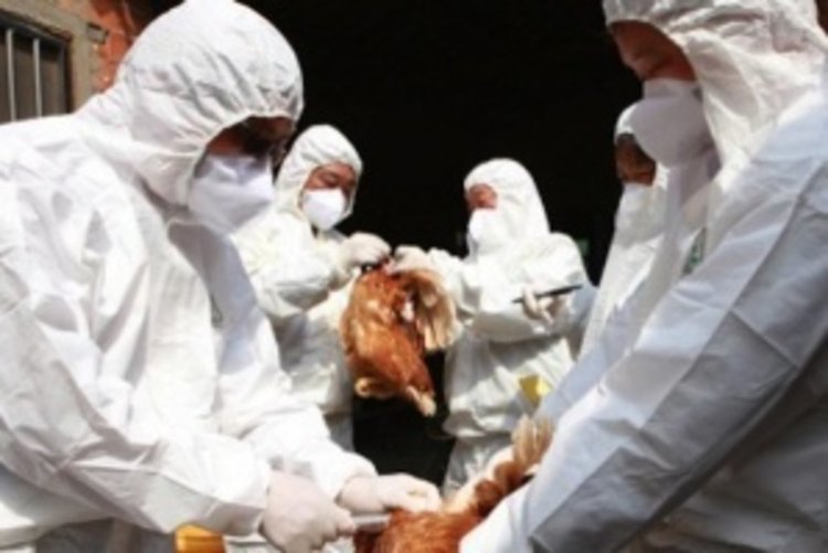 Откриха птичи грип в Крумовградско 