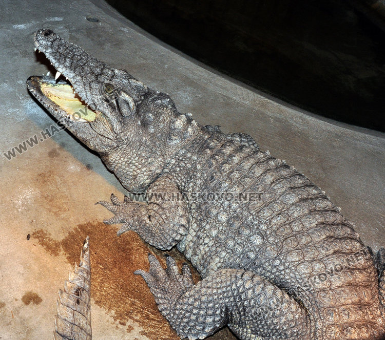 Нашествие от лисици в зоопарка в Кенана, рисът в любовна командировка