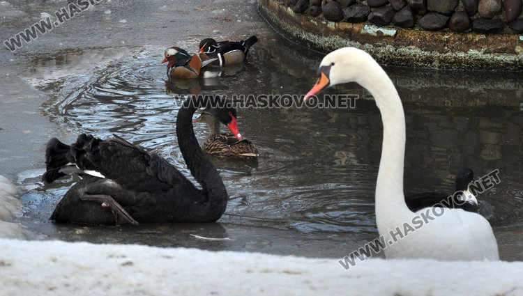 Нашествие от лисици в зоопарка в Кенана, рисът в любовна командировка