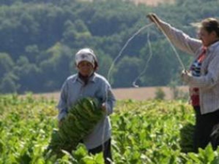 Глоби до 5000 лева за тютюнопроизводителите, ако не са вписани в национален регистър