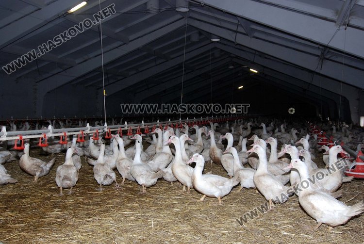 Собственикът на заразения хасковски птицекомбинат: Това е катастрофа