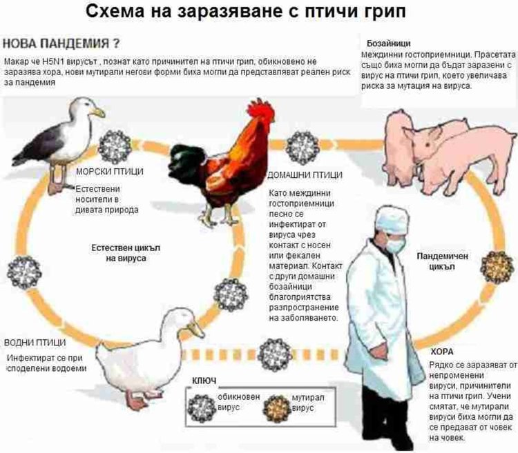 Вземат допълнителни мерки срещу "птичи грип", само в областите Смолян и Благоевград все още няма регистрирани огнища