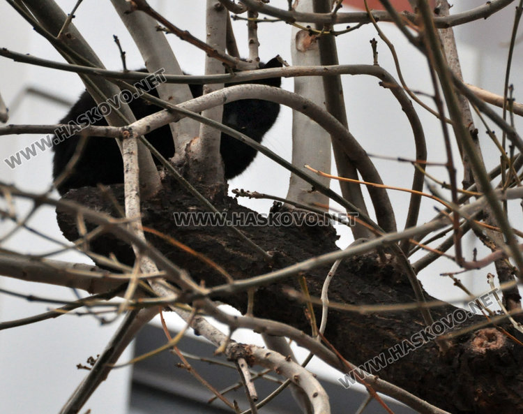 Коте бедства три дни на 8-метрово дърво, пожарната отчита спасяване