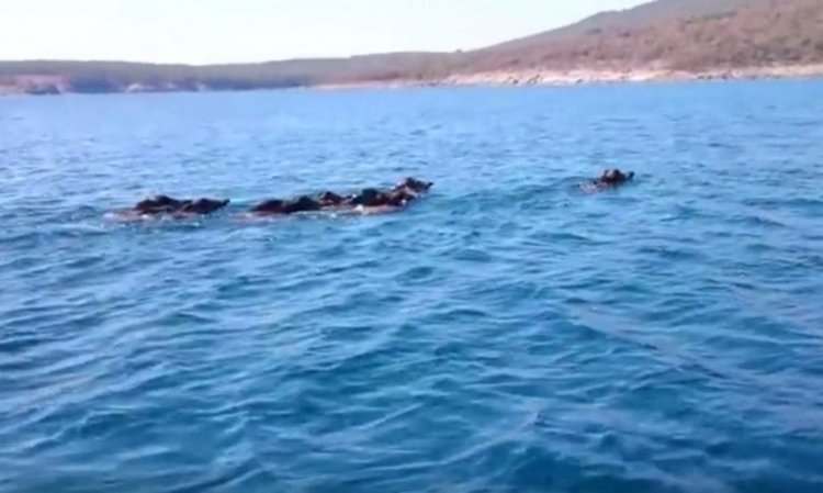 Черно море, много е добре, плува си прасе... 