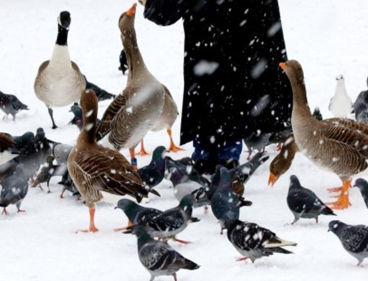 МЗХ: Установената болест по птиците е опасна и за хората  