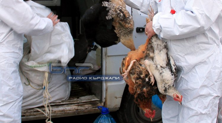 Община Момчилград обяви състояние на повишена епизоотична готовност заради откритите огнища на птичи грип