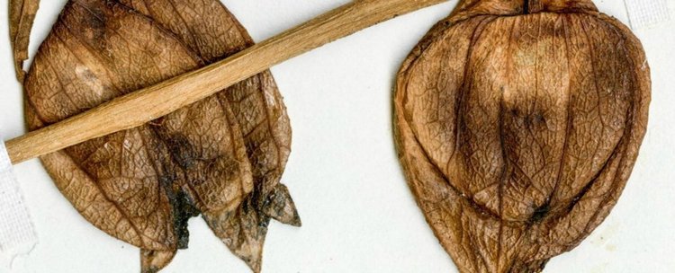 Откриха роднини на доматите и картофите, на възраст 52 милиона години