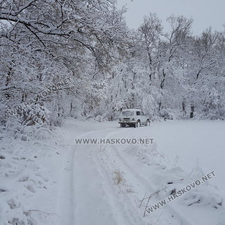 Подхранват сърните в студа, в Харманлийско гръмнаха 8 вълка и 208 чакала
