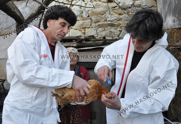 Птичи грип пламна в още три села, убиват над 40 000 патки