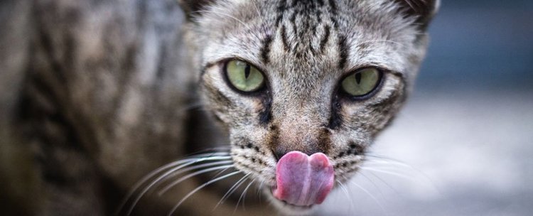 Австралийски национални паркове примамват диви котки с ... пържено пиле от KFC