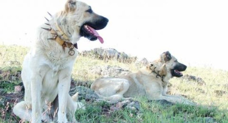 Неизвестен уби 4 ловни кучета, издирват изверга