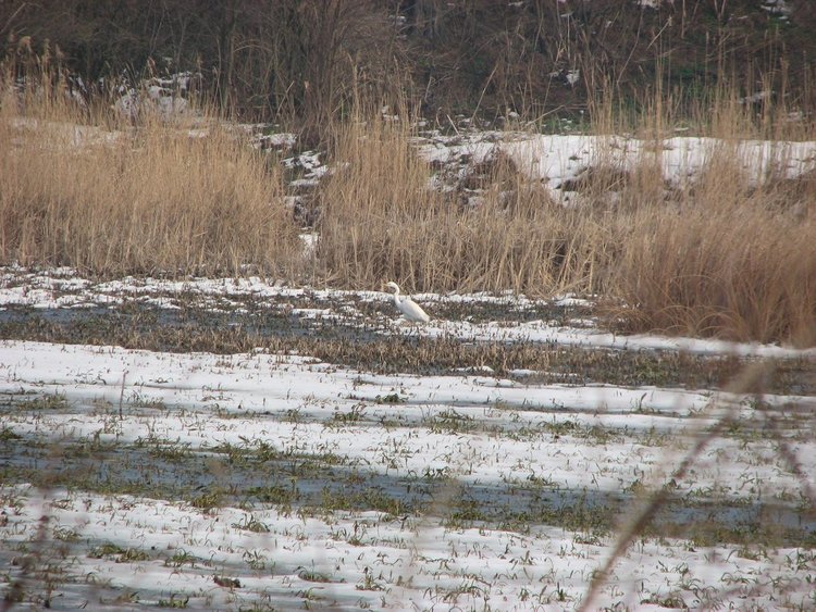 Читалището в село Райново преброява водолюбивите птици по река Марица