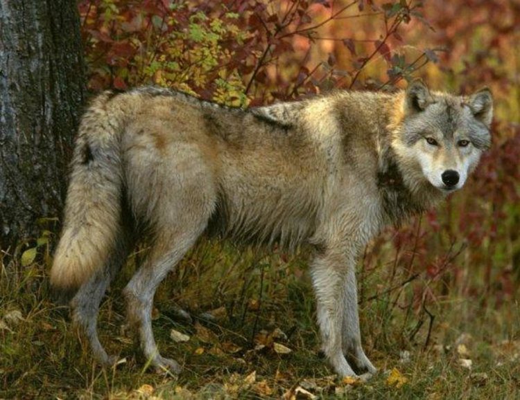 В Ненково очакват нападения на вълци над животни след разтопяването на снега